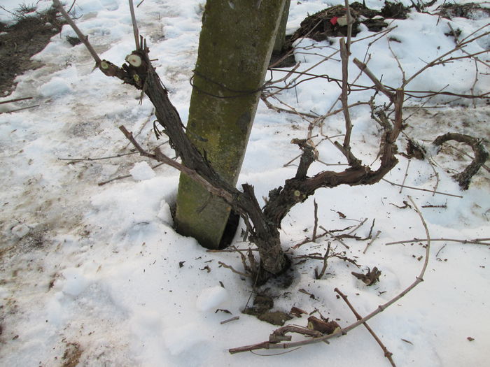 IMG_0002 - 2 februarie