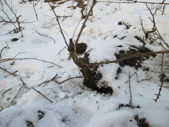 IMG_0004 - 2 februarie