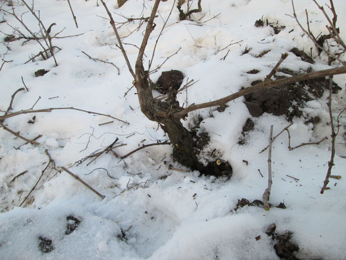 IMG_0005 - 2 februarie