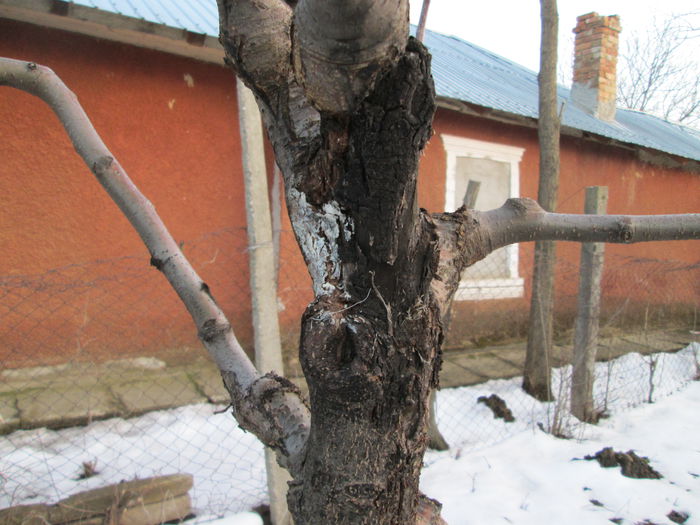 IMG_0009 - 2 februarie