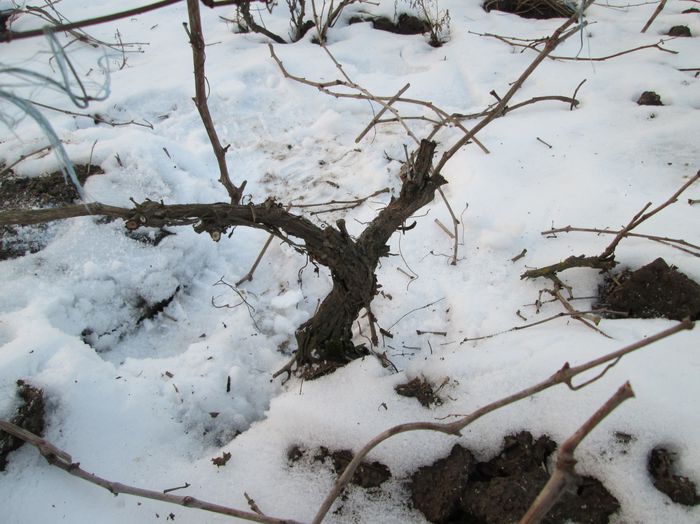 IMG_00062 - 2 februarie