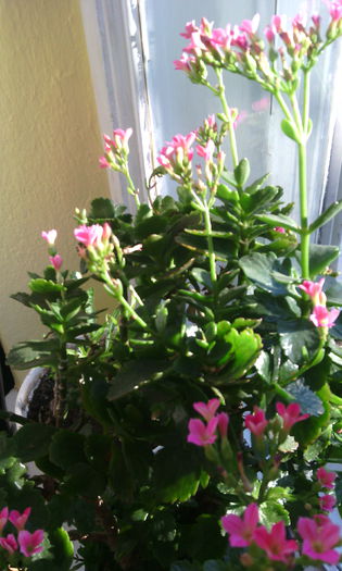 IMG_20150215_155715[1] - Genul Kalanchoe