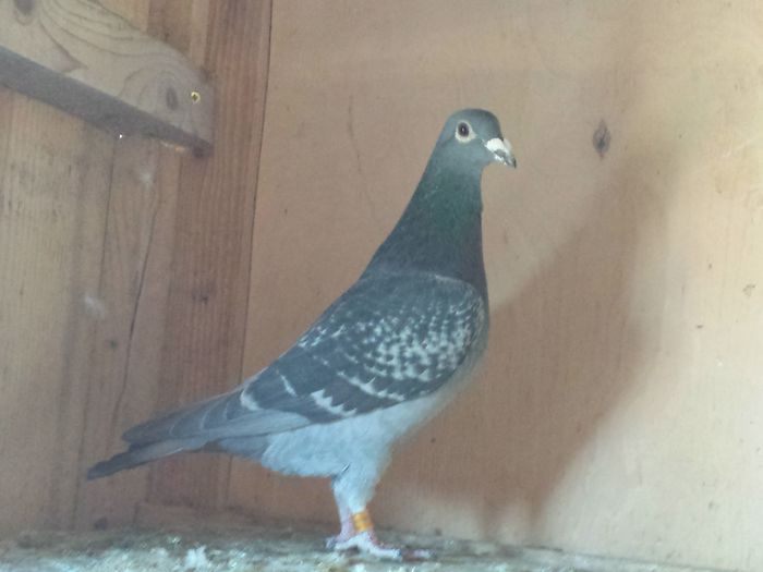 M 2014-Aarden - E-Amintiri