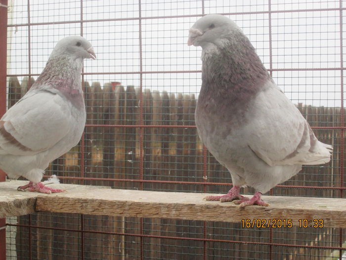 6   URSU  M 2011  F 2009