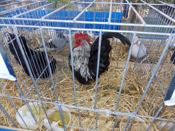 DSCN0078 - EXPO-2015-RASNOV