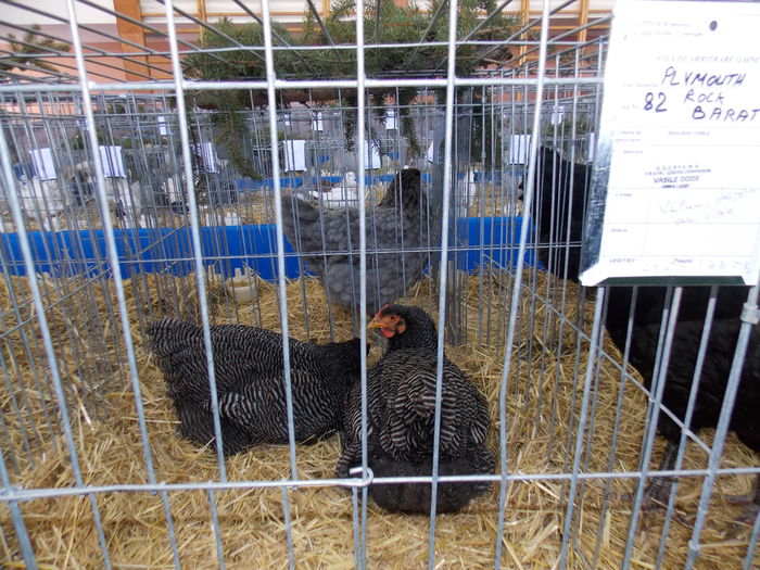 DSCN0080 - EXPO-2015-RASNOV