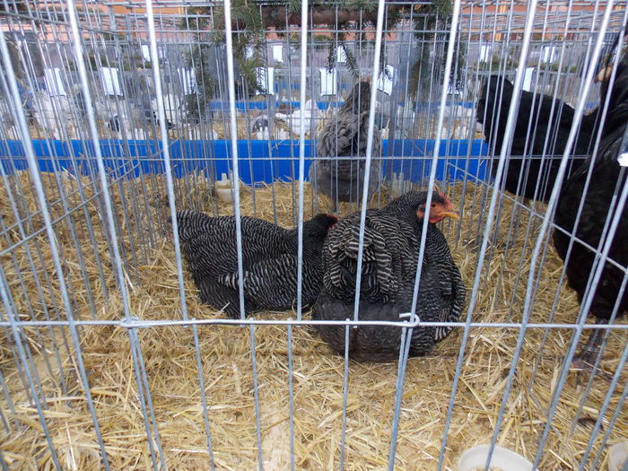 DSCN0081 - EXPO-2015-RASNOV