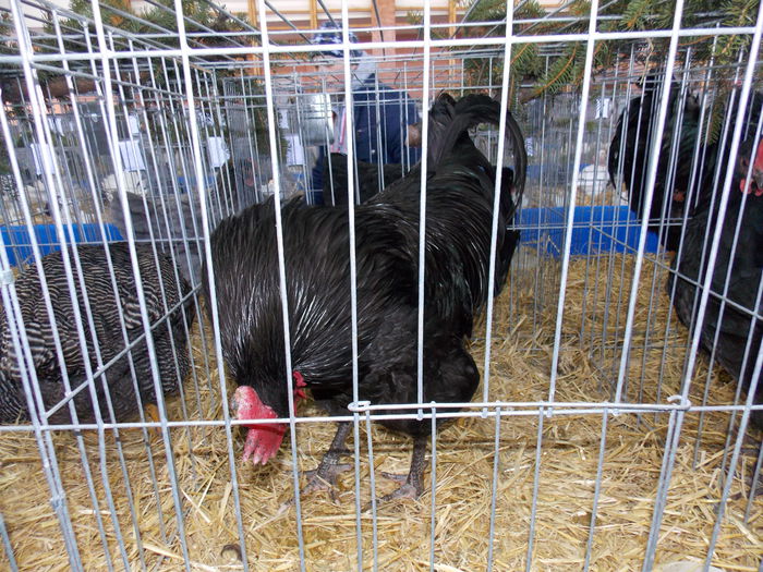 DSCN0085 - EXPO-2015-RASNOV