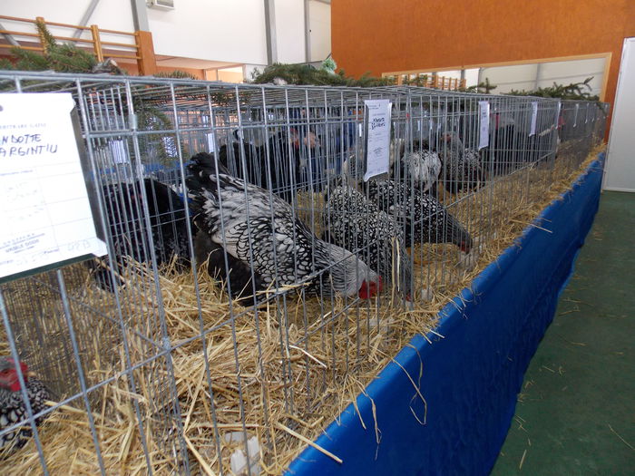 DSCN0089 - EXPO-2015-RASNOV