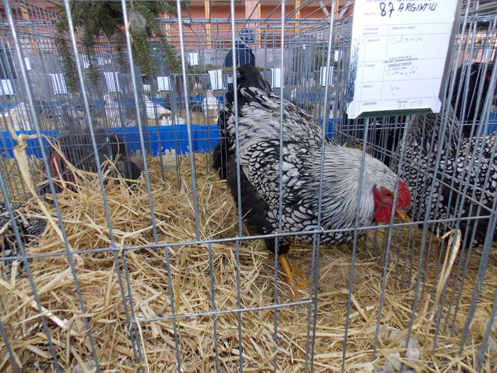 DSCN0090 - EXPO-2015-RASNOV