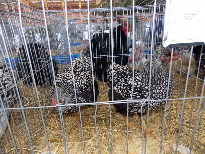 DSCN0091 - EXPO-2015-RASNOV