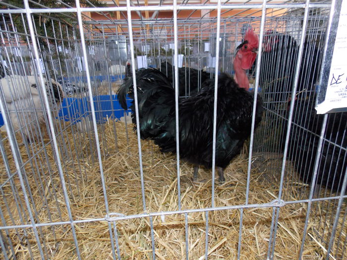 DSCN0093 - EXPO-2015-RASNOV