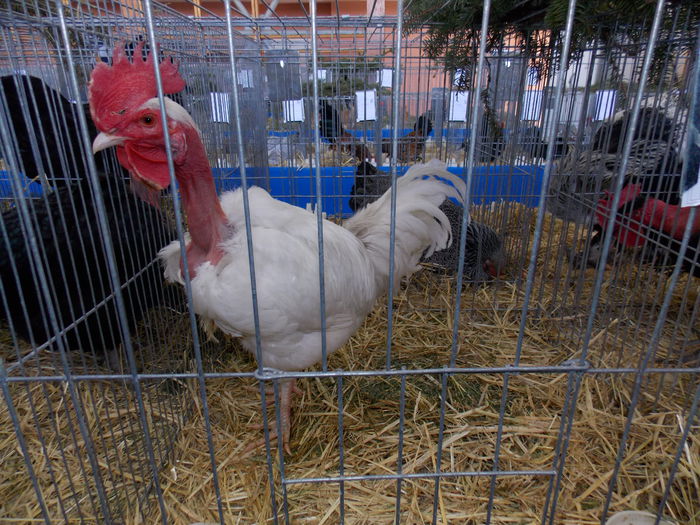 DSCN0095 - EXPO-2015-RASNOV