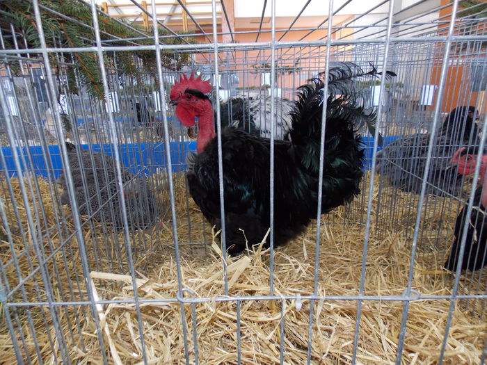 DSCN0096 - EXPO-2015-RASNOV
