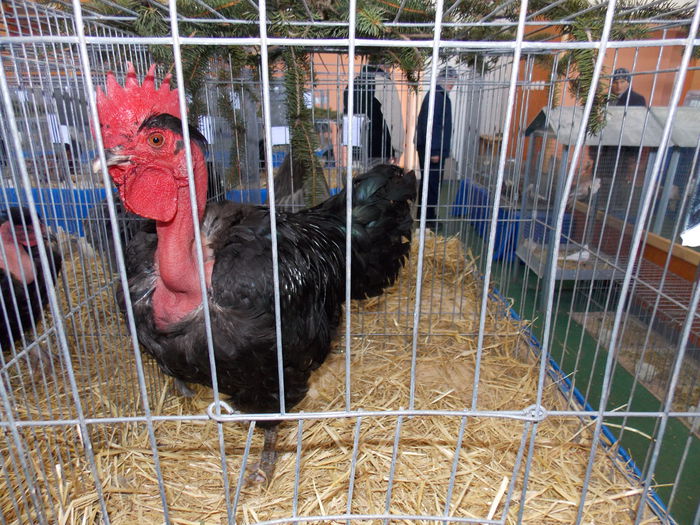 DSCN0098 - EXPO-2015-RASNOV