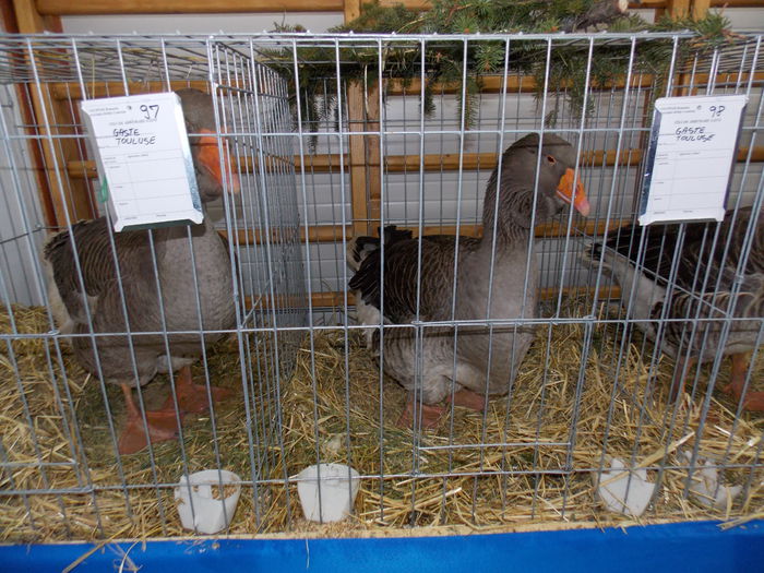 DSCN0099 - EXPO-2015-RASNOV