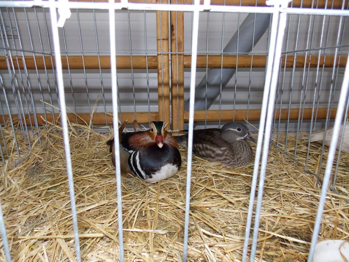 DSCN0102 - EXPO-2015-RASNOV