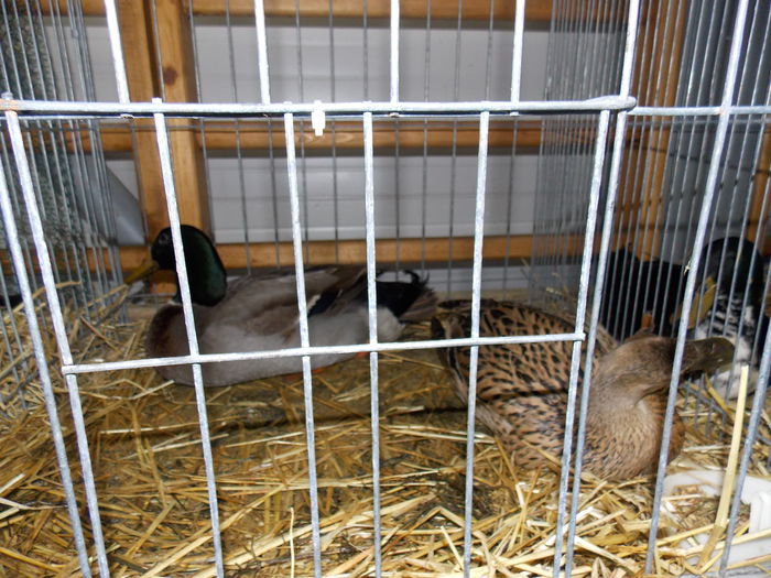 DSCN0105 - EXPO-2015-RASNOV