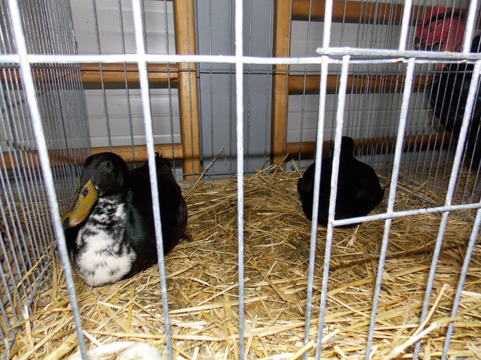 DSCN0106 - EXPO-2015-RASNOV