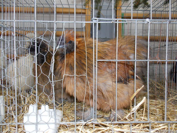 DSCN0110 - EXPO-2015-RASNOV