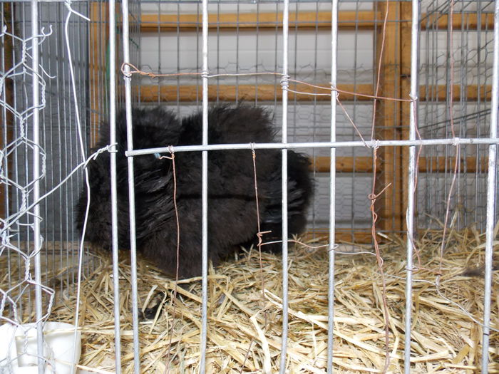 DSCN0111 - EXPO-2015-RASNOV