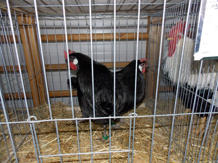 DSCN0112 - EXPO-2015-RASNOV