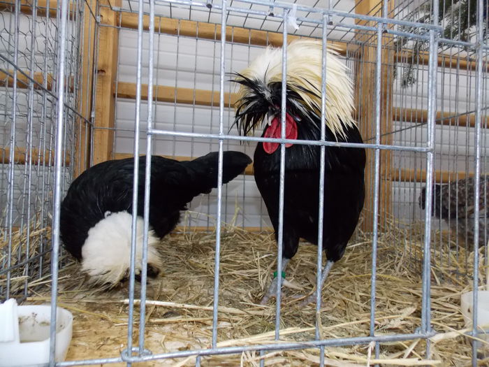 DSCN0113 - EXPO-2015-RASNOV