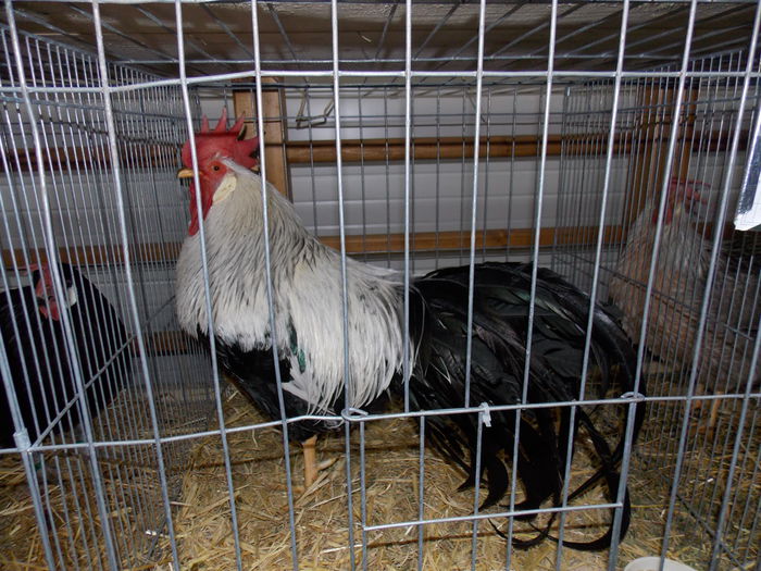 DSCN0114 - EXPO-2015-RASNOV