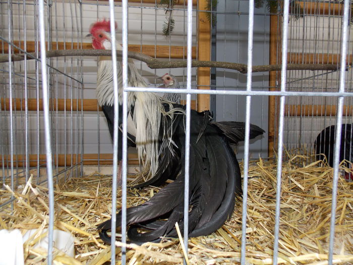 DSCN0118 - EXPO-2015-RASNOV