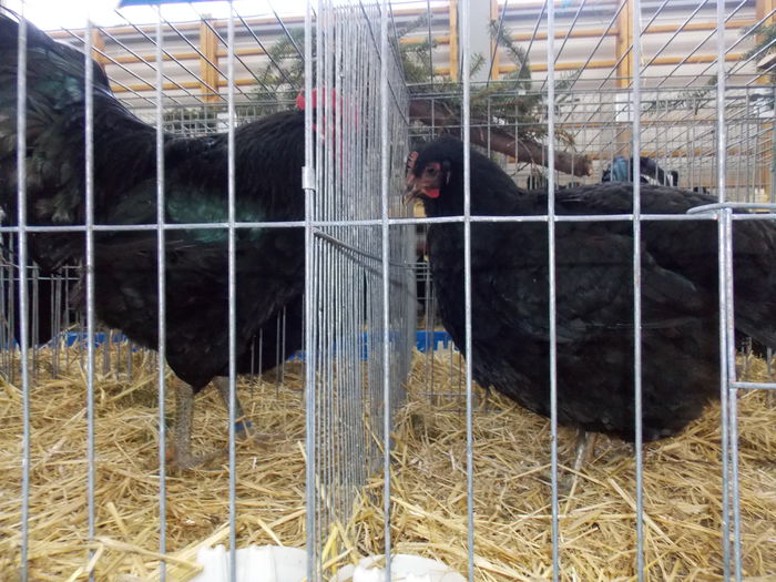 DSCN0140 - EXPO-2015-RASNOV