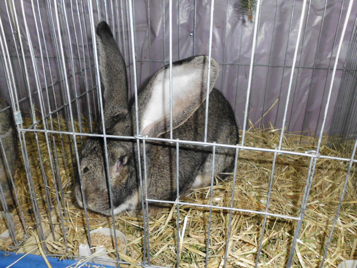 acum in crescatoria mea