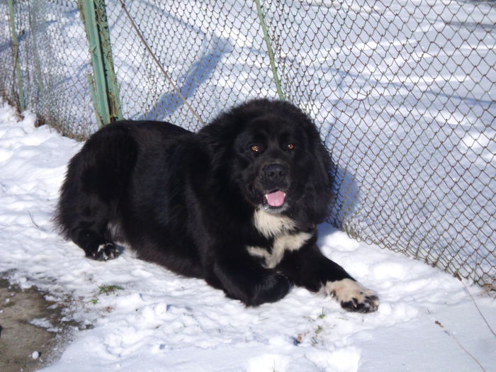 14.02.2015 - Expo RASNOV 2015