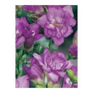 desc%u0103rcare (47)-200x200