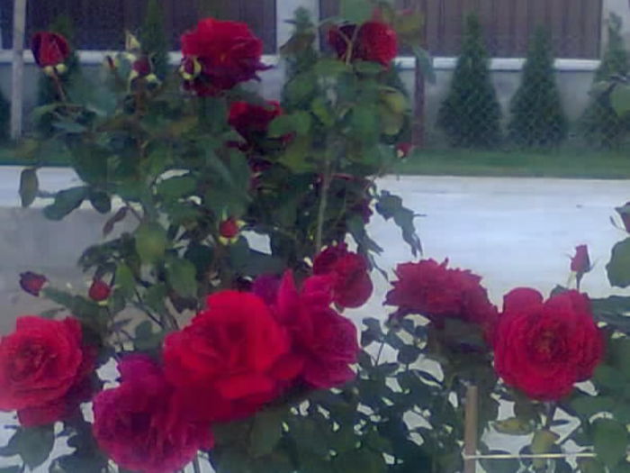 trandafir lincoln - trandafiri 2014