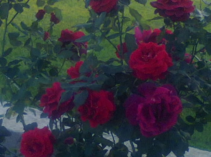 trandafir lincoln - trandafiri 2014