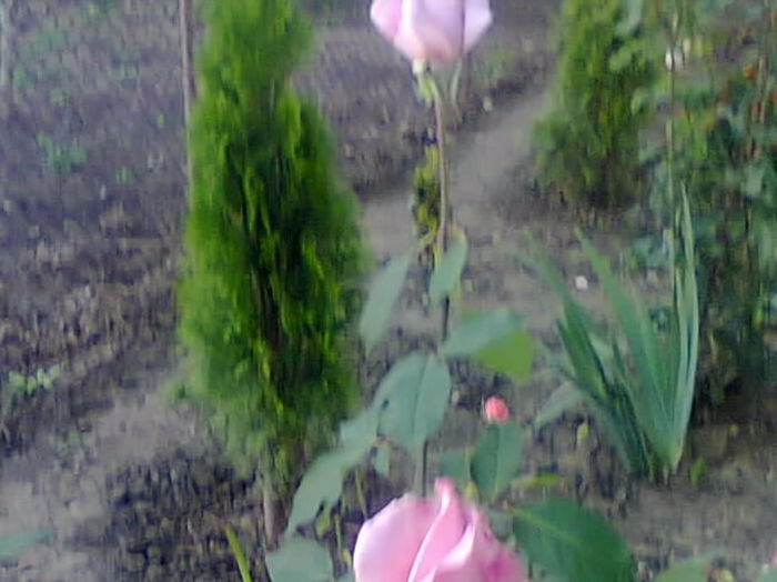 trandafir queen elizabeth - trandafiri 2014