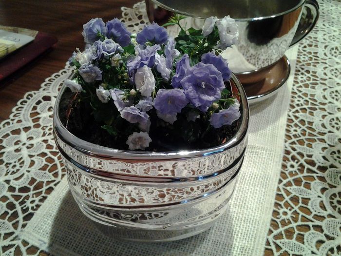 campanula