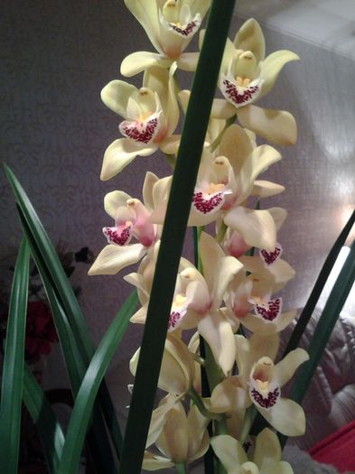 20150216_122008 - orhidee in colectie