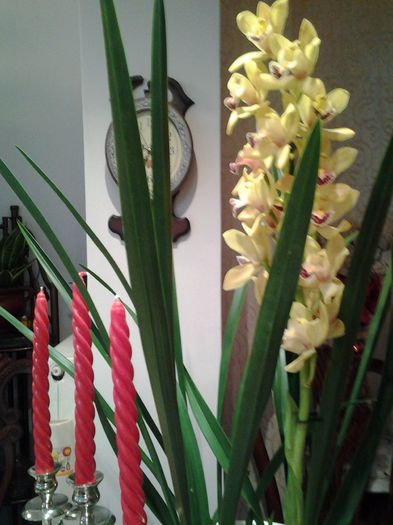 20150216_122022 - orhidee in colectie