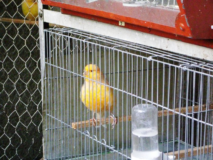  - CANARI in VOLIERA