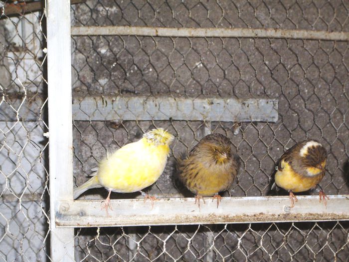  - CANARI in VOLIERA