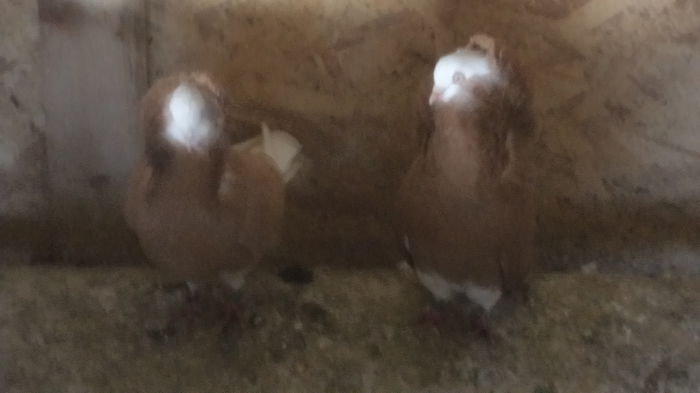 campionii  ajunsi acasa