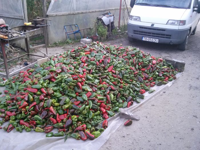 20141003_173414; ultima cultura inainte de jumulire
