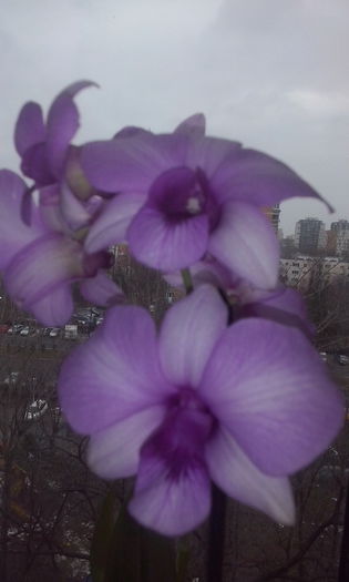 CAM00405 - flori 2015