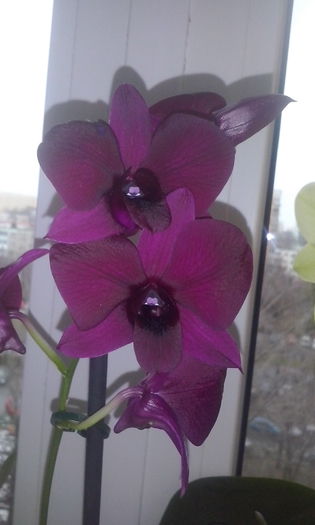 CAM00406 - flori 2015