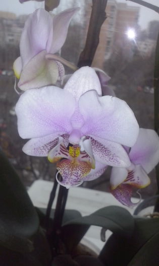 CAM00407 - flori 2015