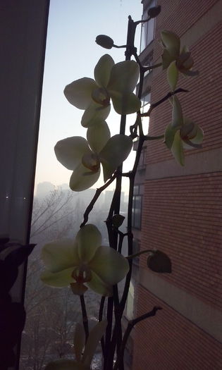 CAM00396 - flori 2015