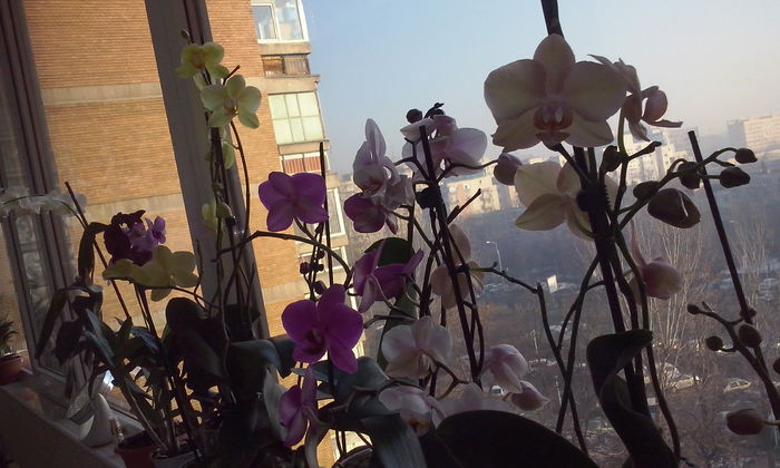 CAM00398 - flori 2015