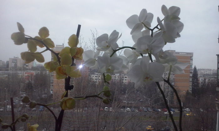 CAM00403 - flori 2015