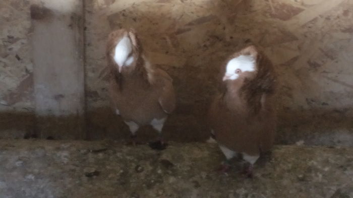 CAMPIONI INTORSI ACASA